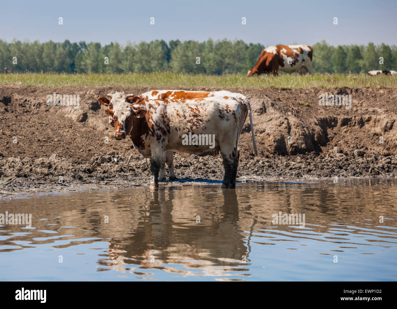 Vacche da Fiume Schelda vicino a Gand, Belgio Foto Stock