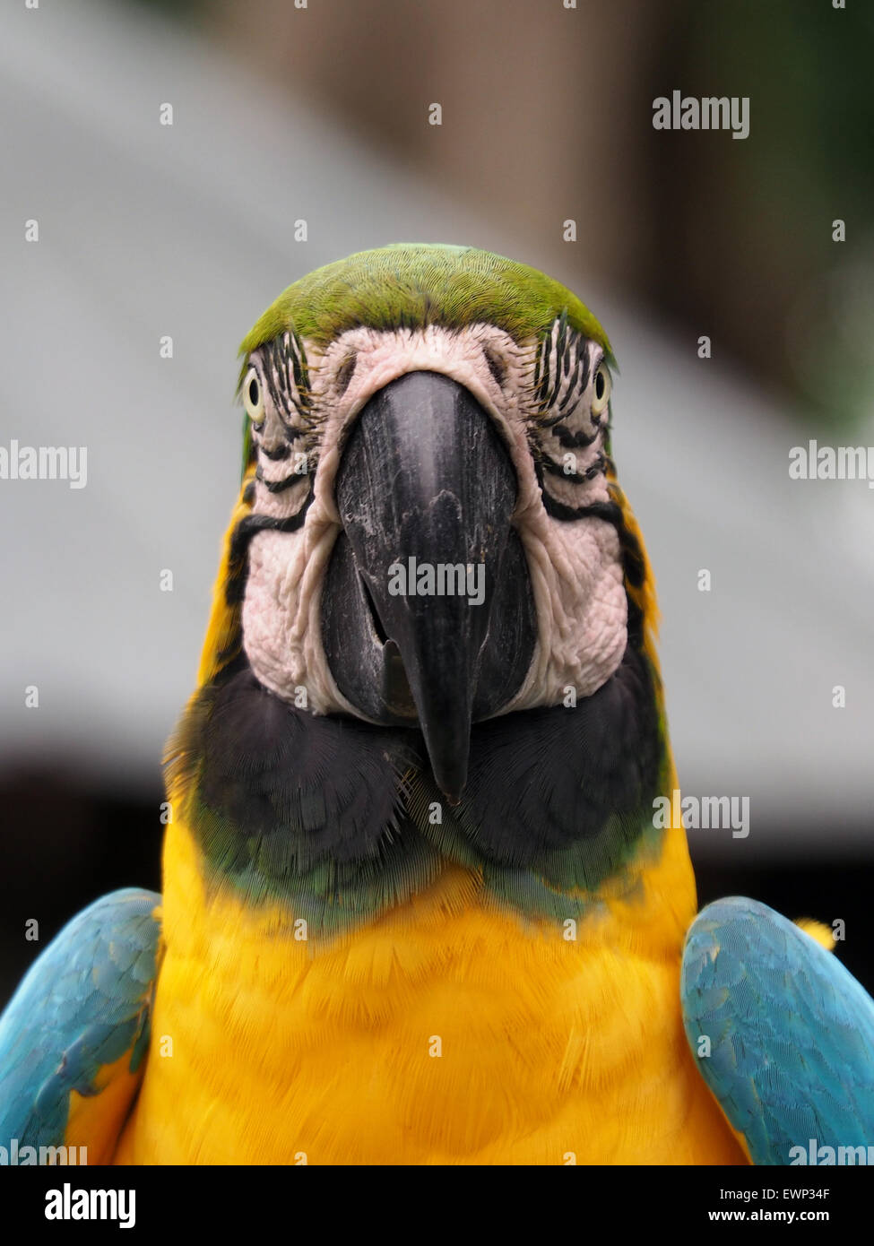 Primo piano di blu e giallo Macaw testa su Foto Stock
