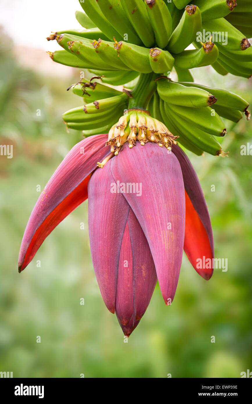 Banana Flower bloom blossom, Tenerife, Isole Canarie Foto Stock