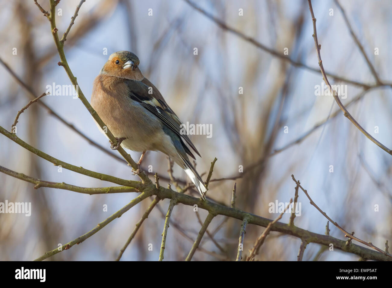 Un giovane Bullfinch. Foto Stock