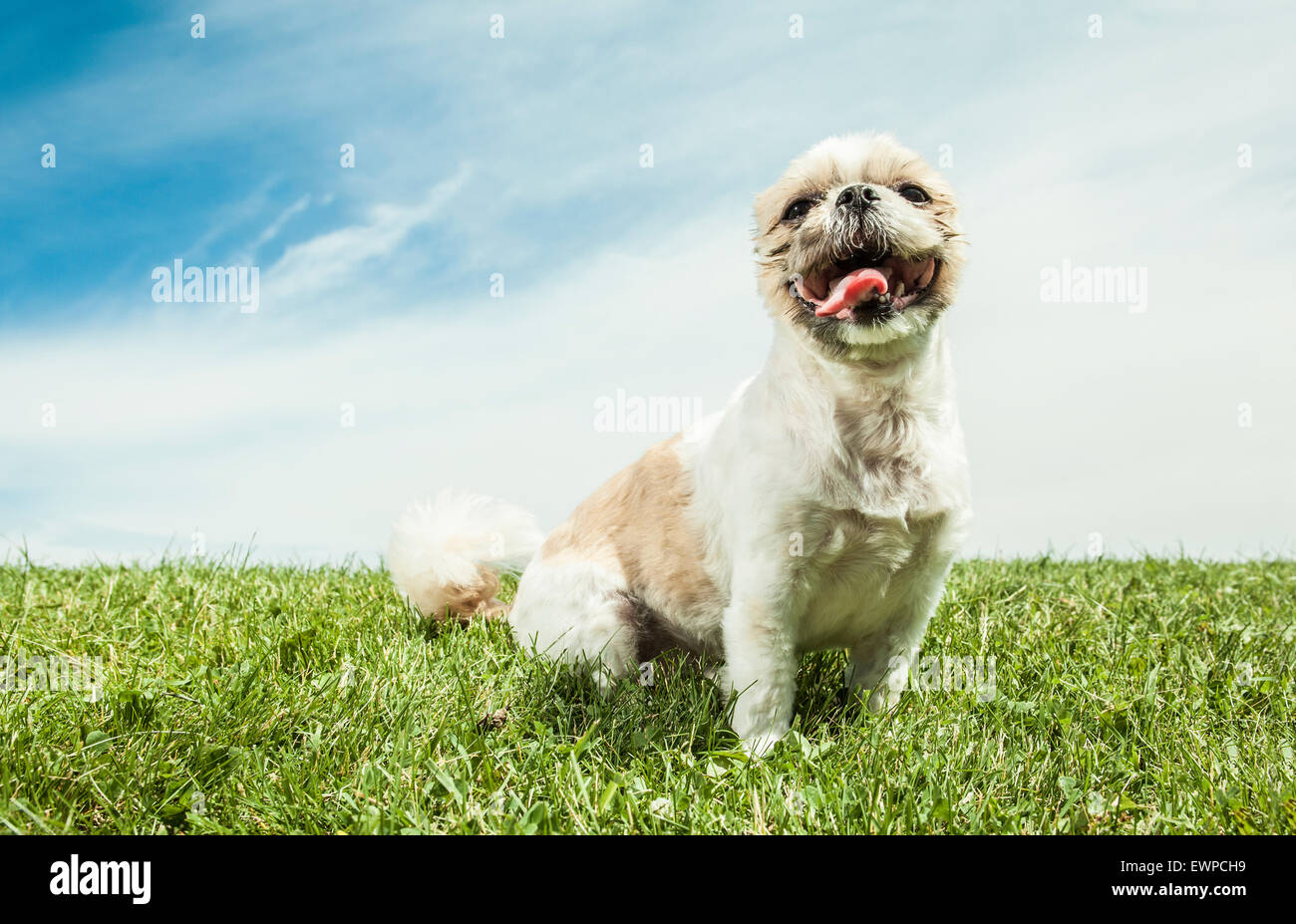 Lhasa Apso Cane su uno sfondo bianco Foto Stock