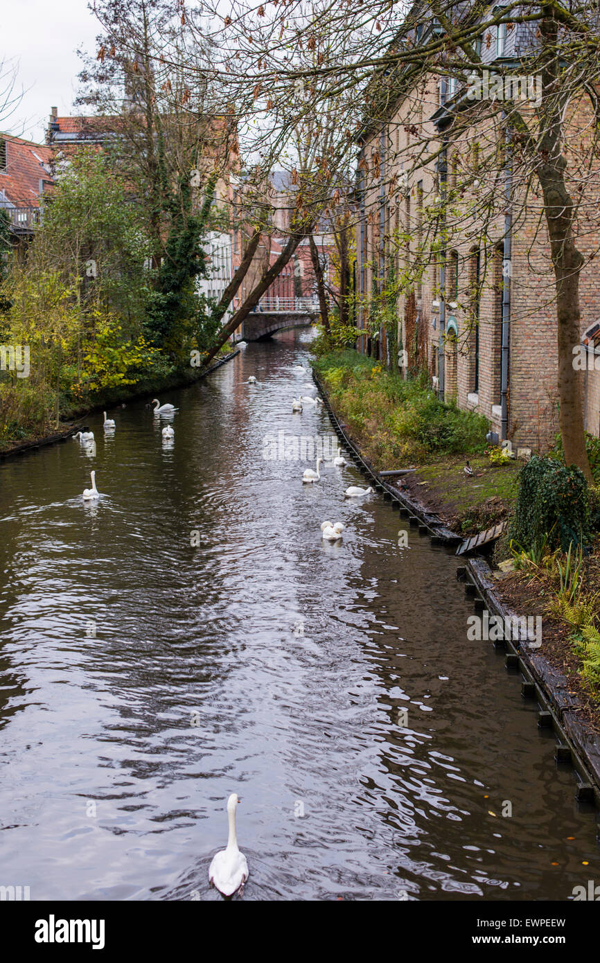 Canal e cigni, il centro storico di Bruges, Belgio Foto Stock