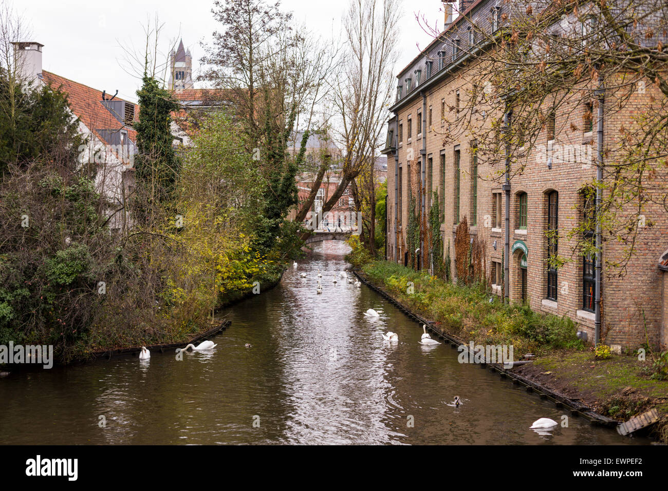Canal e cigni, il centro storico di Bruges, Belgio Foto Stock