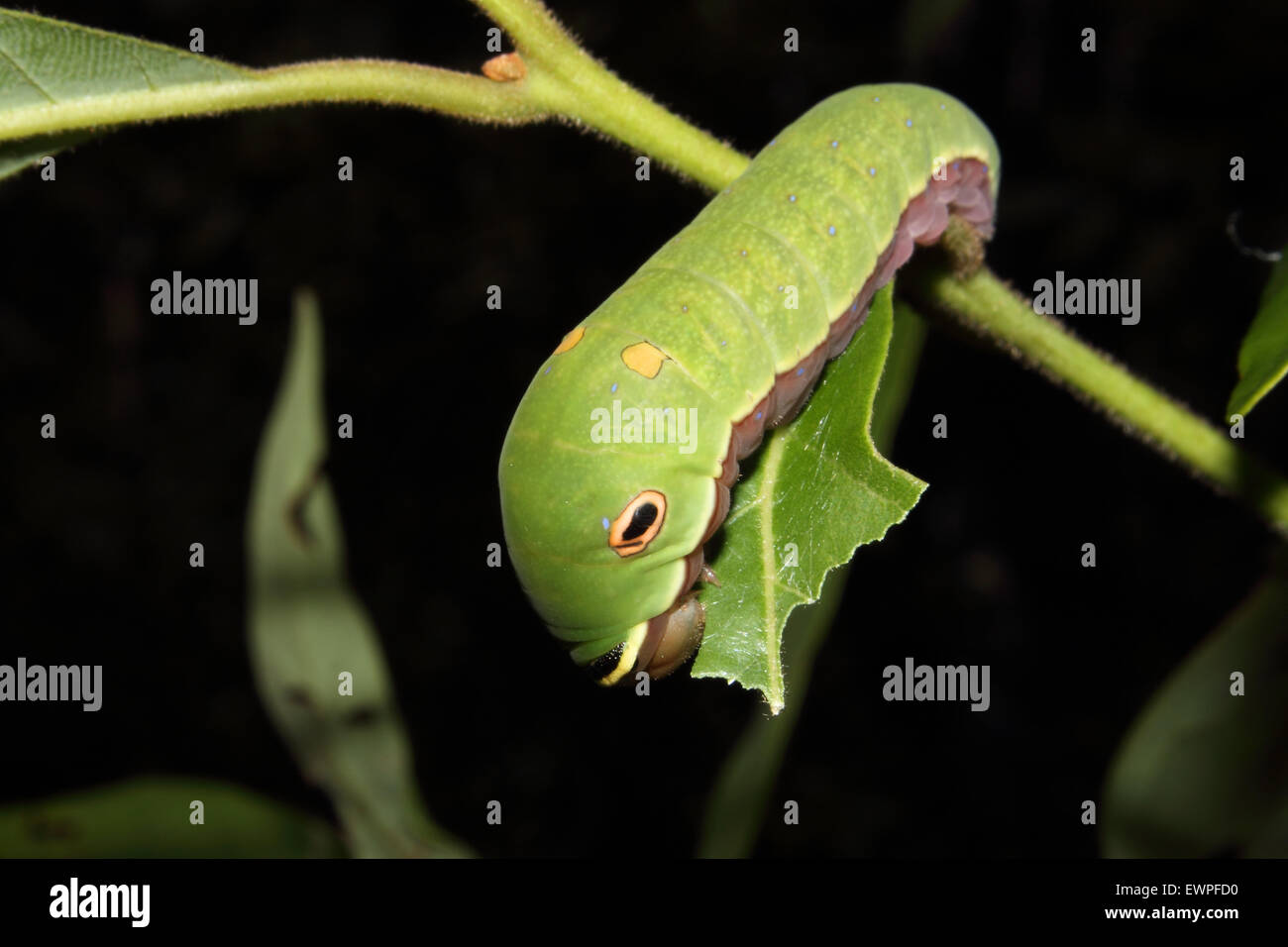 Una coda di rondine Spicebush crawl caterpillar lungo una foglia. Foto Stock