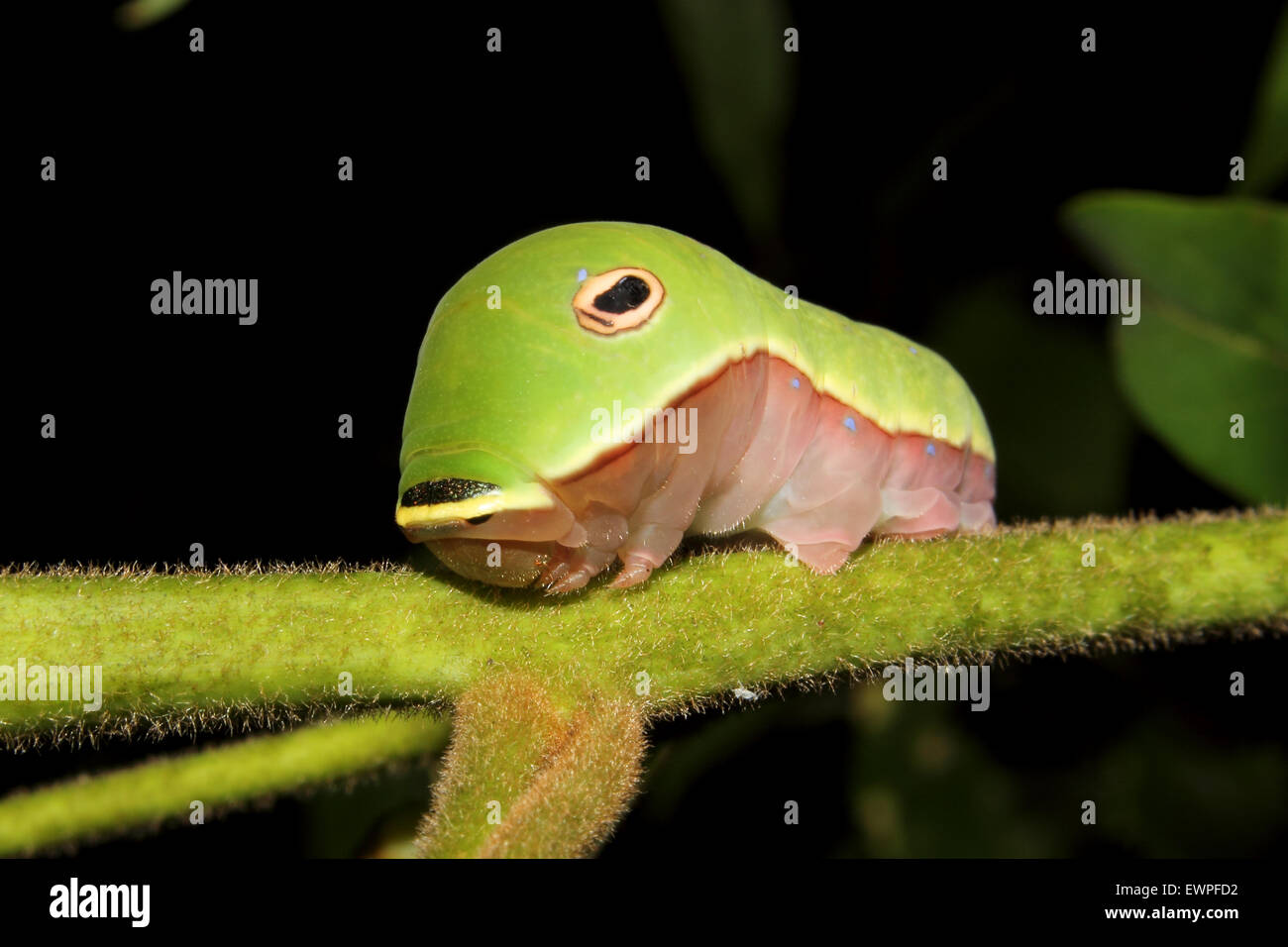 Una coda di rondine Spicebush crawl caterpillar lungo una foglia. Foto Stock