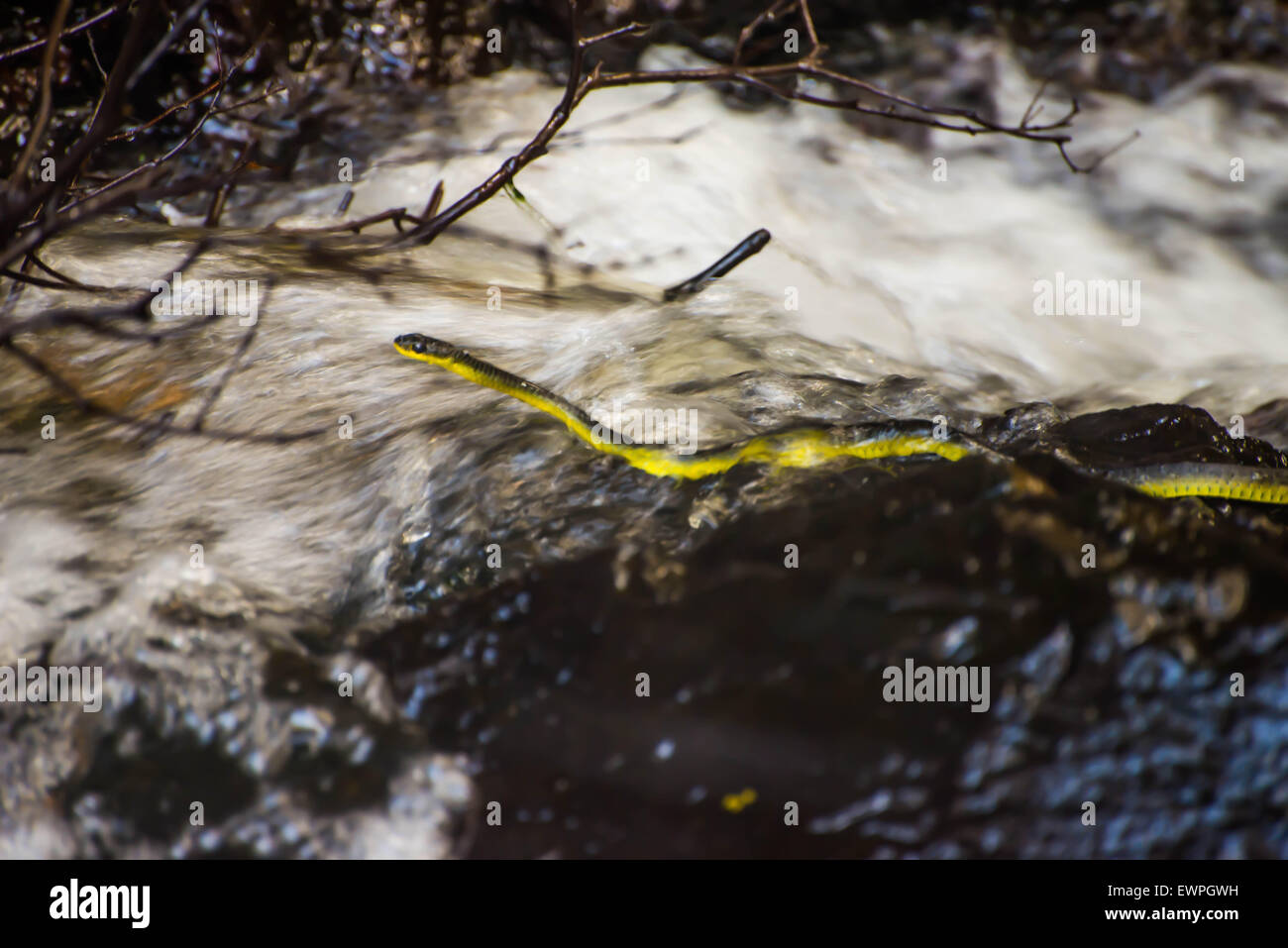 Tree snake nuotare in un torrente Foto Stock