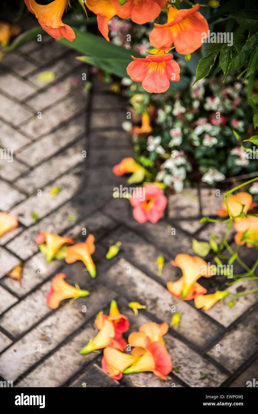 Fiori caduti,città di yokohama,kanagawa, Giappone Foto Stock