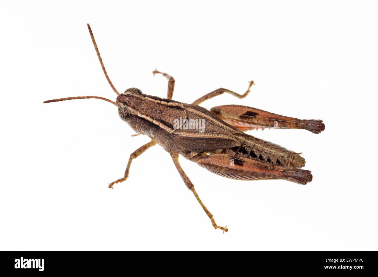 Wingless grasshopper, Phaulacridium vittatum Foto Stock