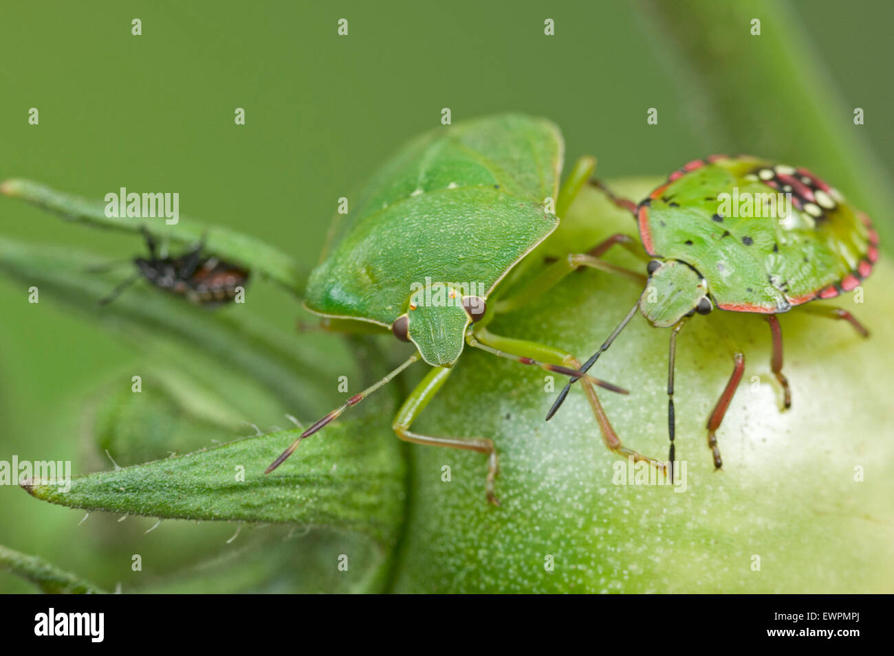 Vegetali verdi (bug Nezara viridula) adulto e ninfe Foto Stock