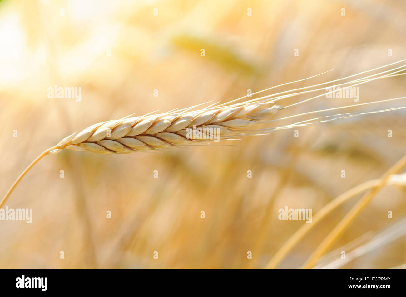 Il Farro, Triticum dicoccon. Foto Stock