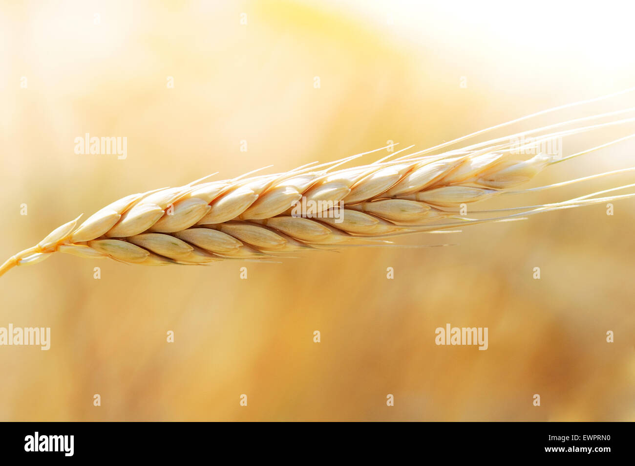 Il Farro, Triticum dicoccon. Foto Stock