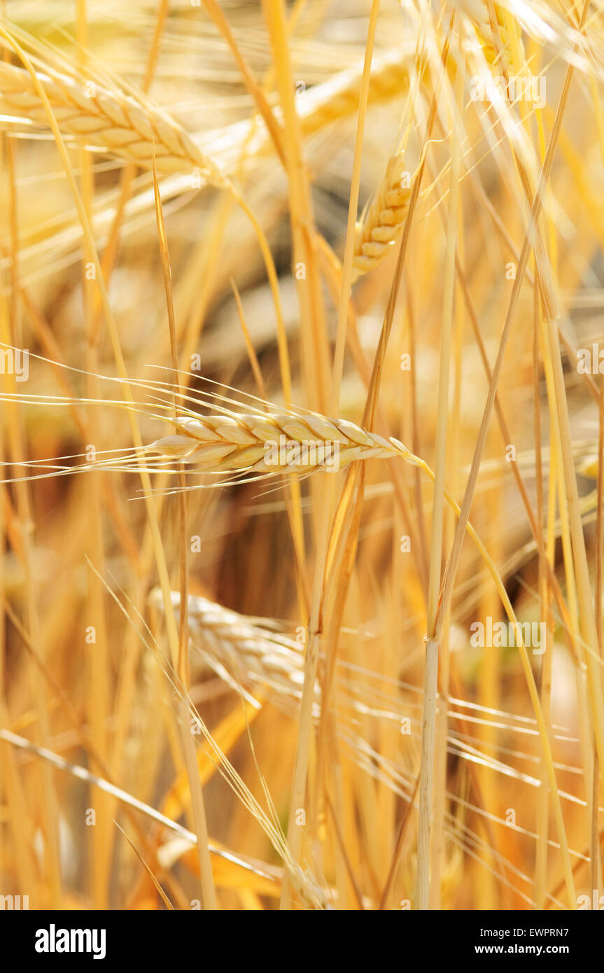 Il Farro, Triticum dicoccon. Foto Stock