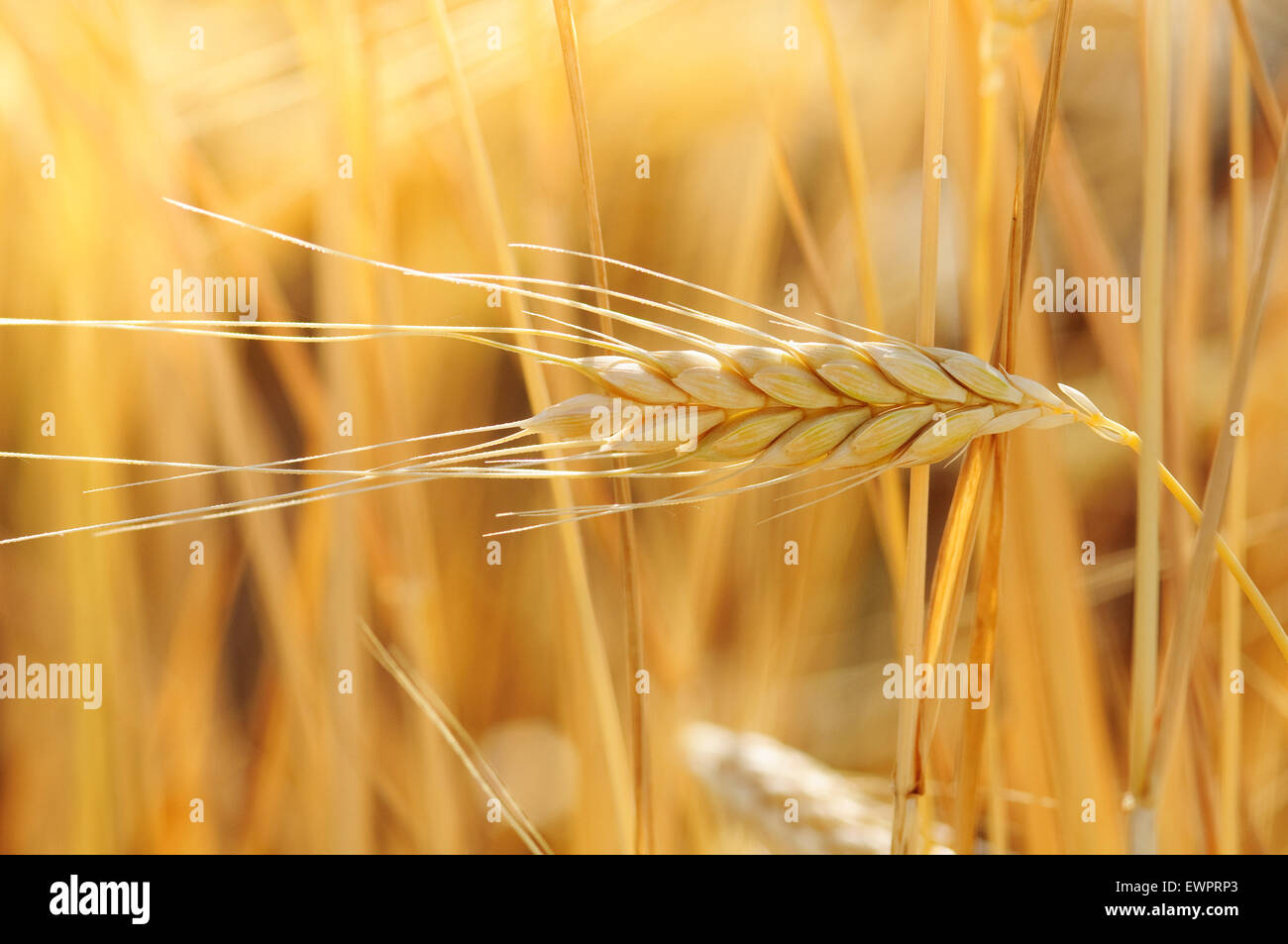 Il Farro, Triticum dicoccon. Foto Stock