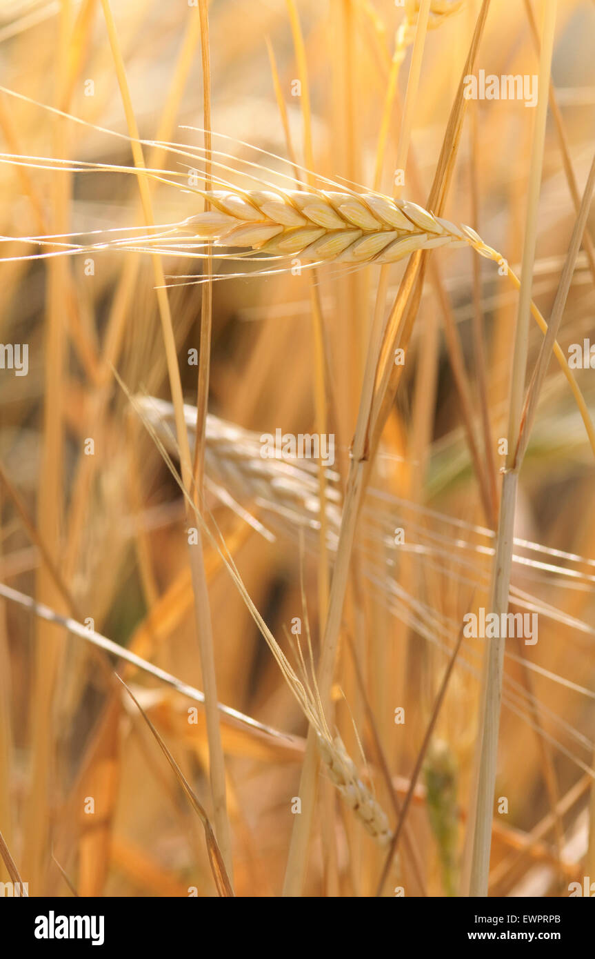 Il Farro, Triticum dicoccon. Foto Stock