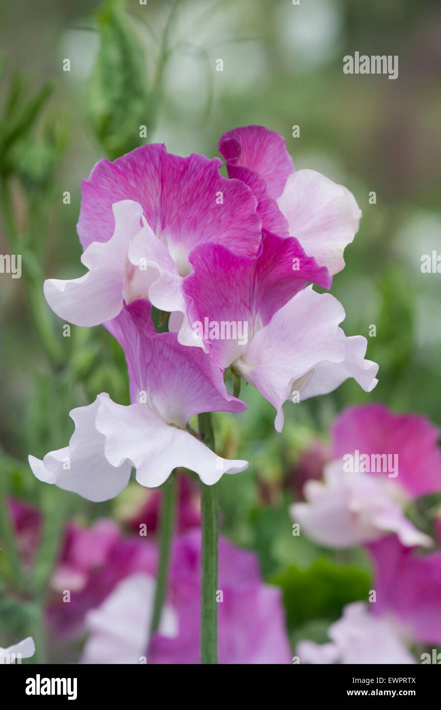 Lathyrus odoratus. Pisello dolce 'Charlie Bear' fiori Foto Stock