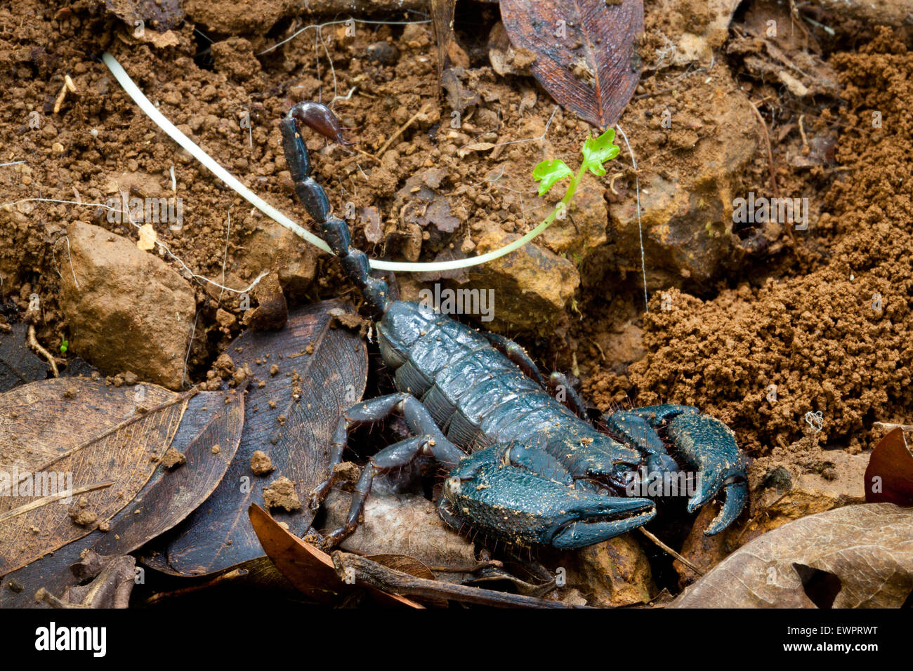 Scorpion, Tityus pachyurus , presso la foresta di pioggia piano di Cerro Hoya national park, provincia di Veraguas, Repubblica di Panama. Foto Stock