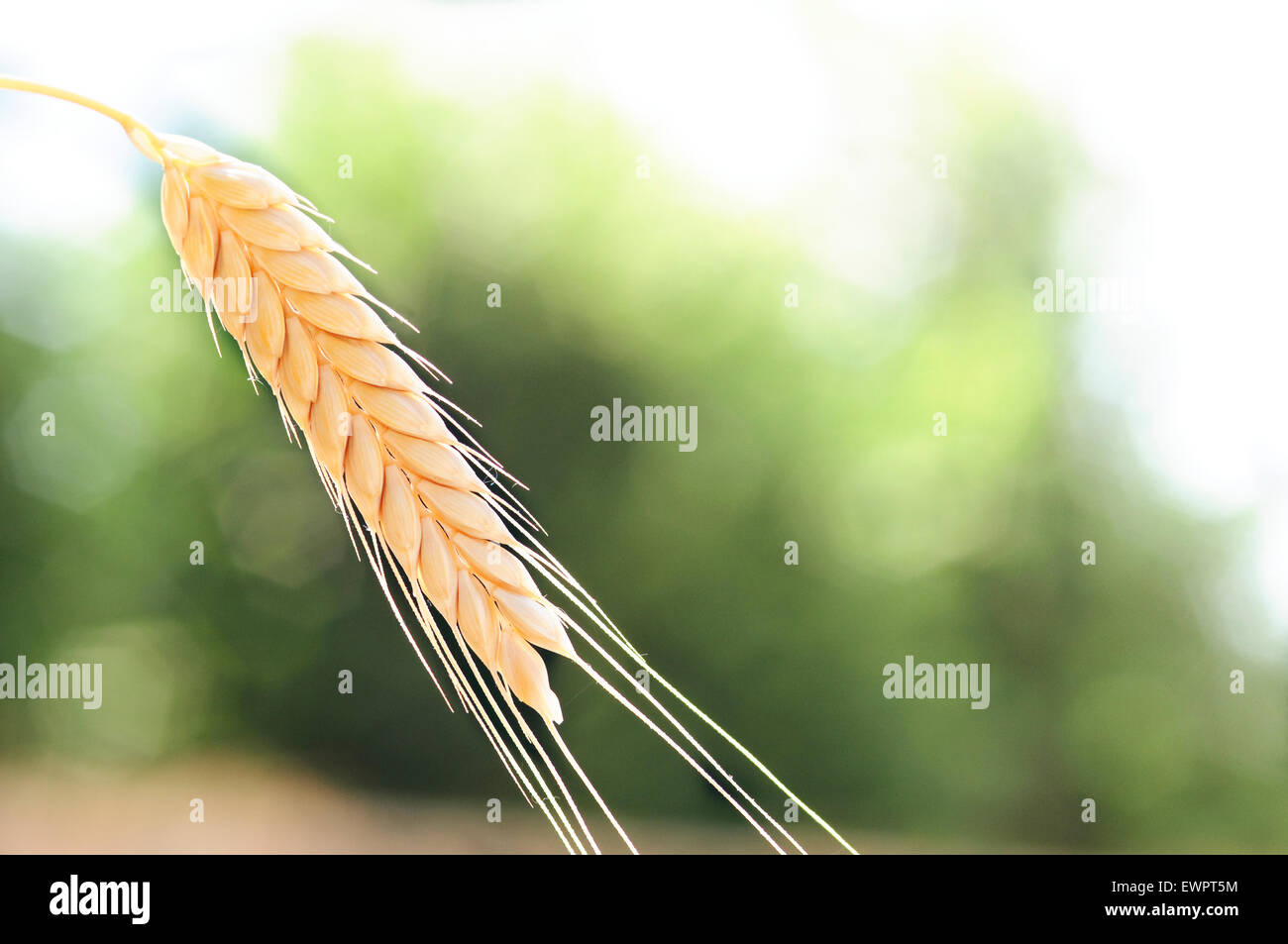 Il Farro, Triticum dicoccon. Foto Stock