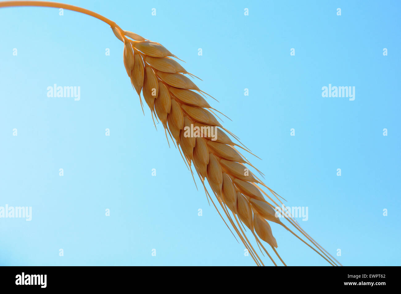 Il Farro, Triticum dicoccon. Foto Stock