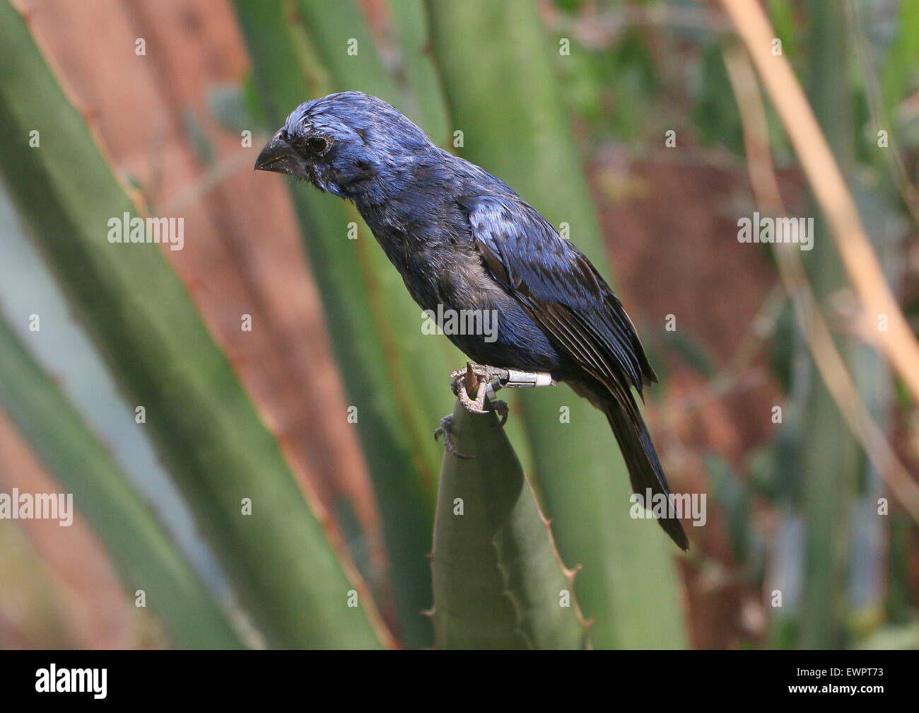 Voce maschile Sud Americana Ultramarie Grosbeak (Cyanocompsa brissonii, Cyanoloxia brissonii). Foto Stock