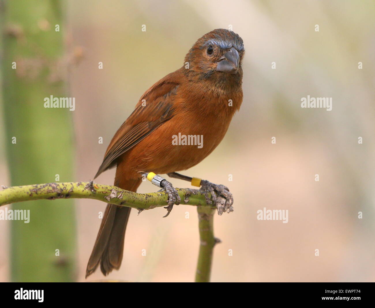 Femmina Sud Americana Ultramarie Grosbeak (Cyanocompsa brissonii, Cyanoloxia brissonii). Foto Stock