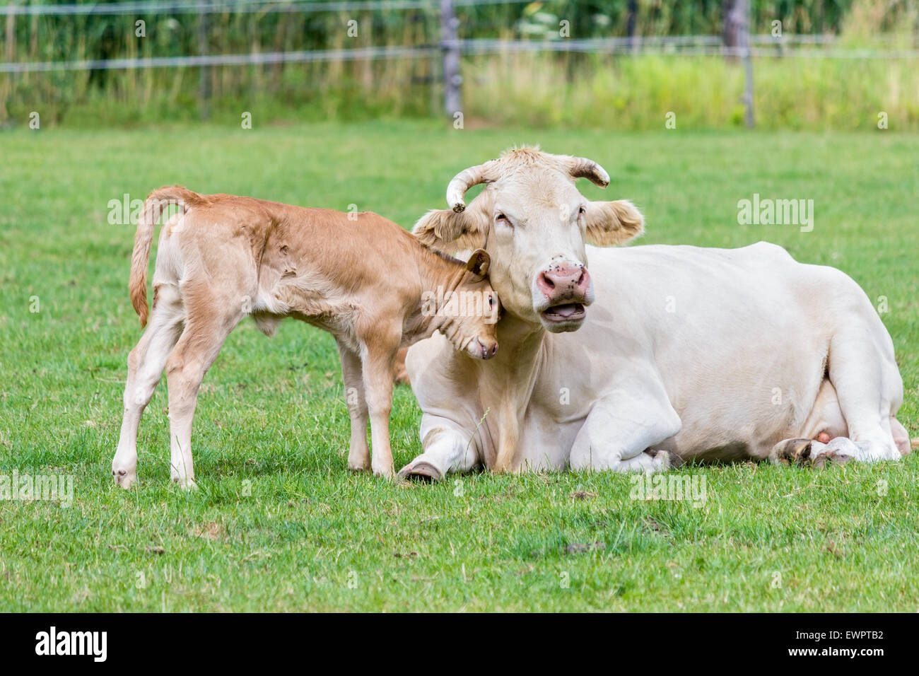 Vitello ama vacca madre abbracciando il suo nel verde prato Foto Stock