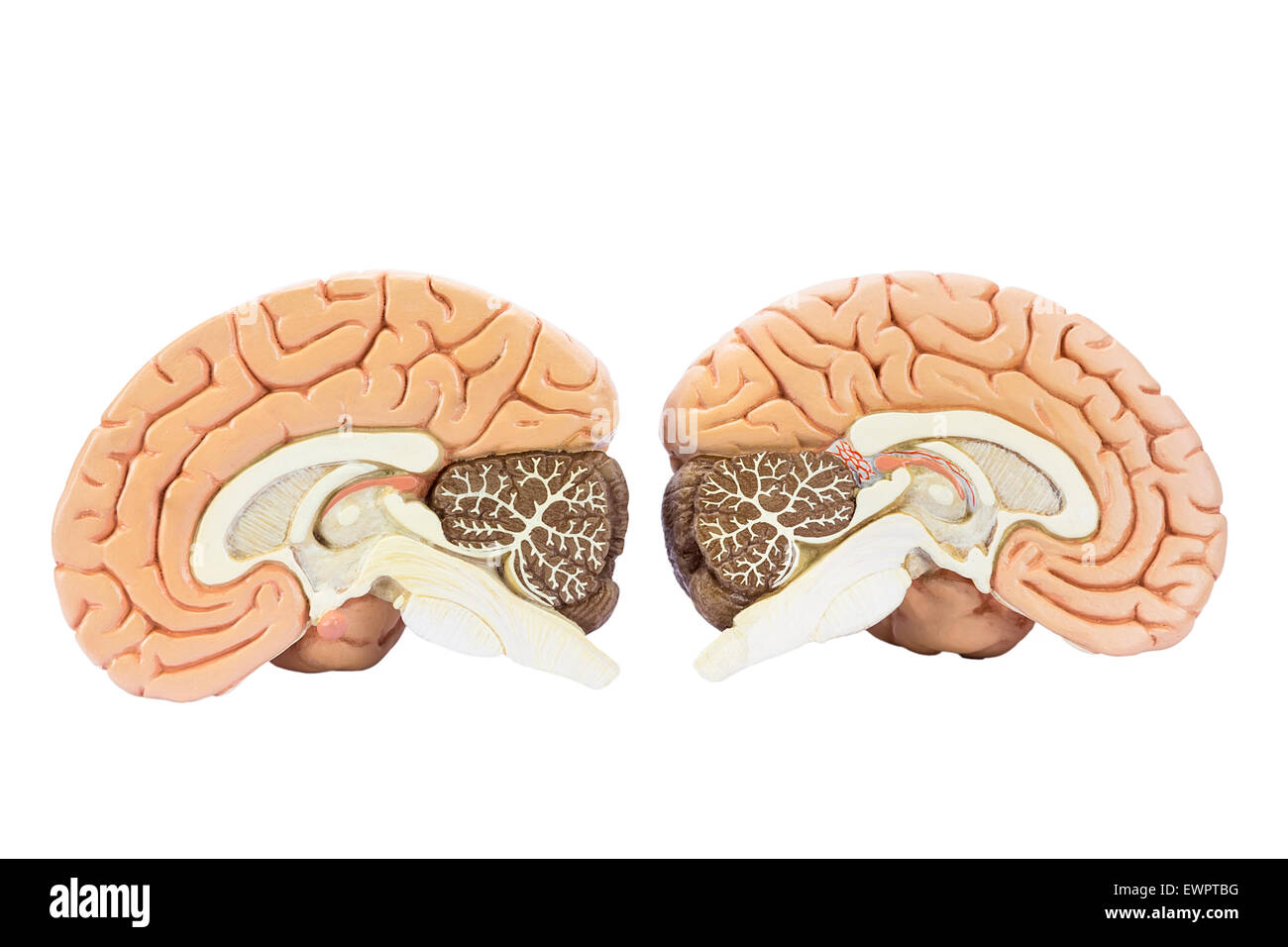 Sezione trasversale di due umano artificiale emisferi, due metà del cervello per istruzione, isolati su sfondo bianco Foto Stock
