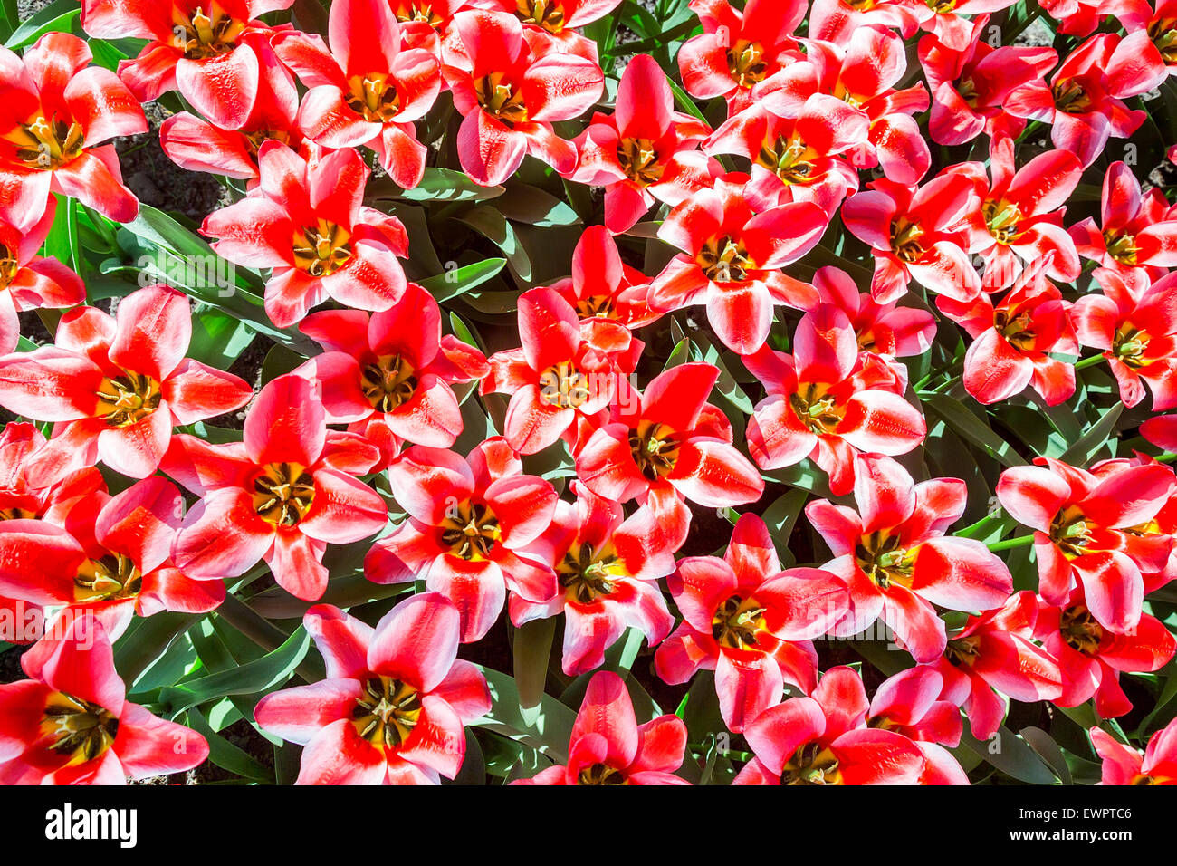 Campo di tulipani rossi vista da sopra Foto Stock