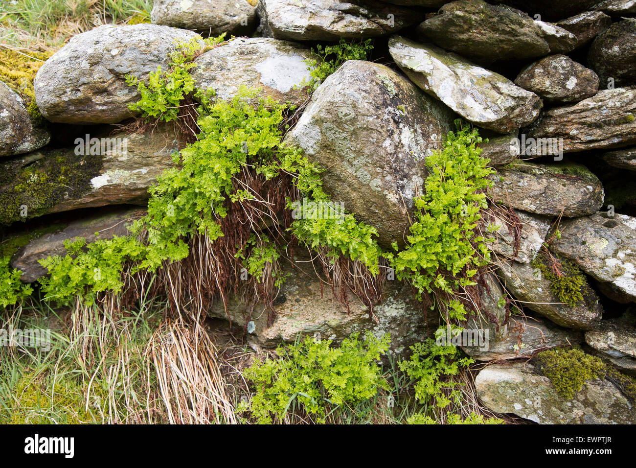 In prossimità di piante che crescono in pietra a secco a parete, Parco Nazionale del Distretto dei Laghi, Cumbria, England, Regno Unito Foto Stock