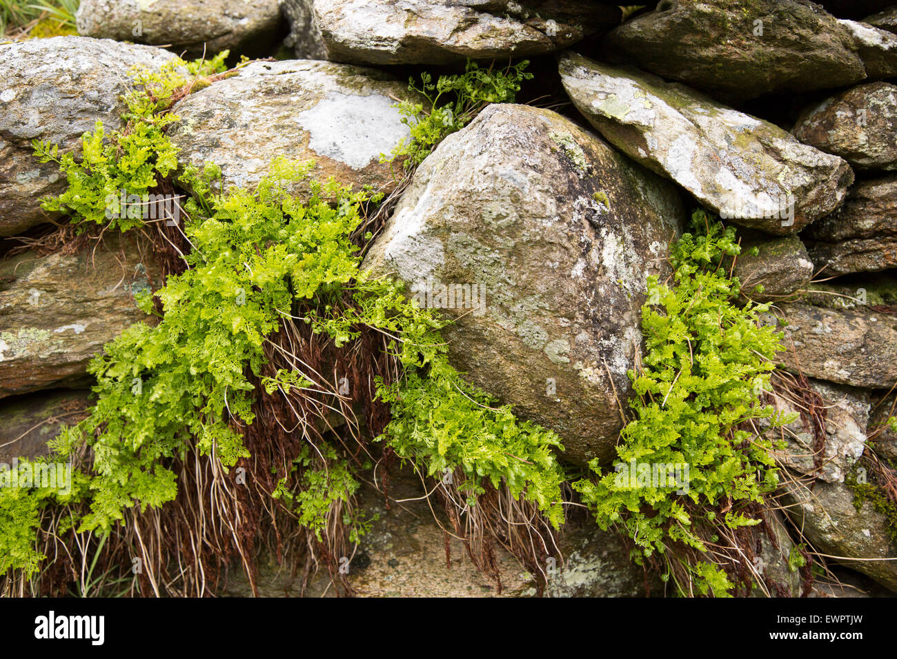 In prossimità di piante che crescono in pietra a secco a parete, Parco Nazionale del Distretto dei Laghi, Cumbria, England, Regno Unito Foto Stock