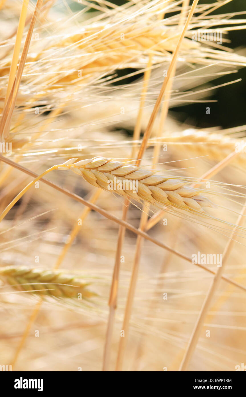 Il Farro, Triticum dicoccon. Foto Stock