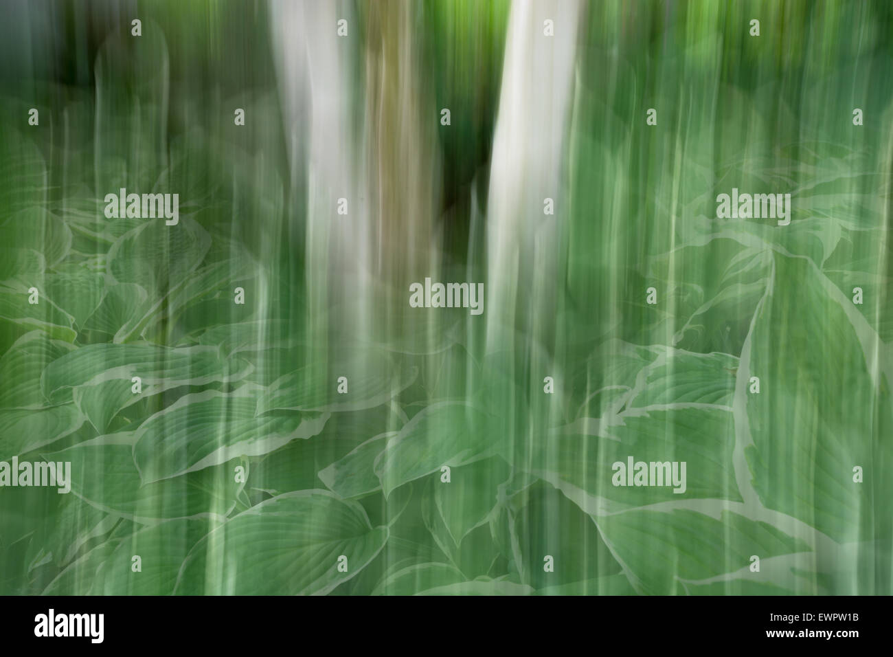 Abstract Hosta e sfocatura di betulla Foto Stock