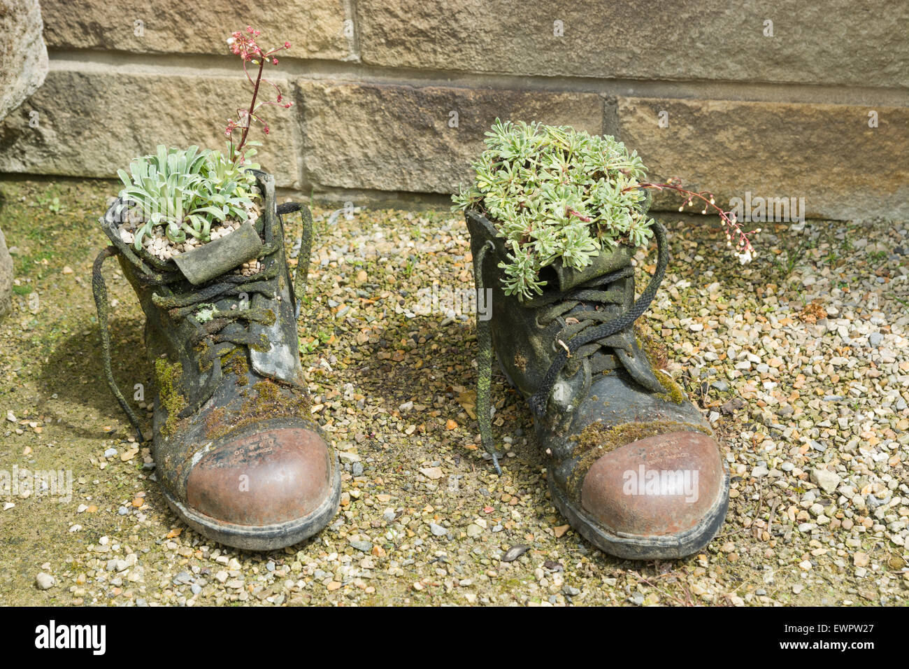 Coppia di scarponi piantati con alpines Foto Stock