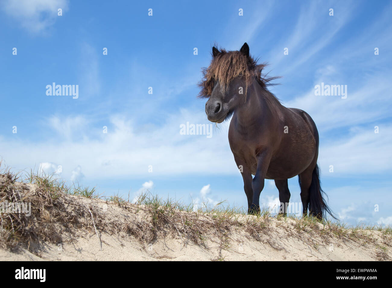 Pony nero sulla sabbia in natura con il blu del cielo Foto Stock