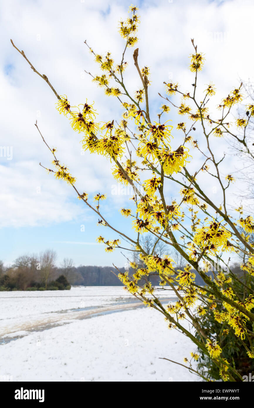 Hamamelis mollis fiori gialli nel paesaggio della neve durante la stagione invernale Foto Stock