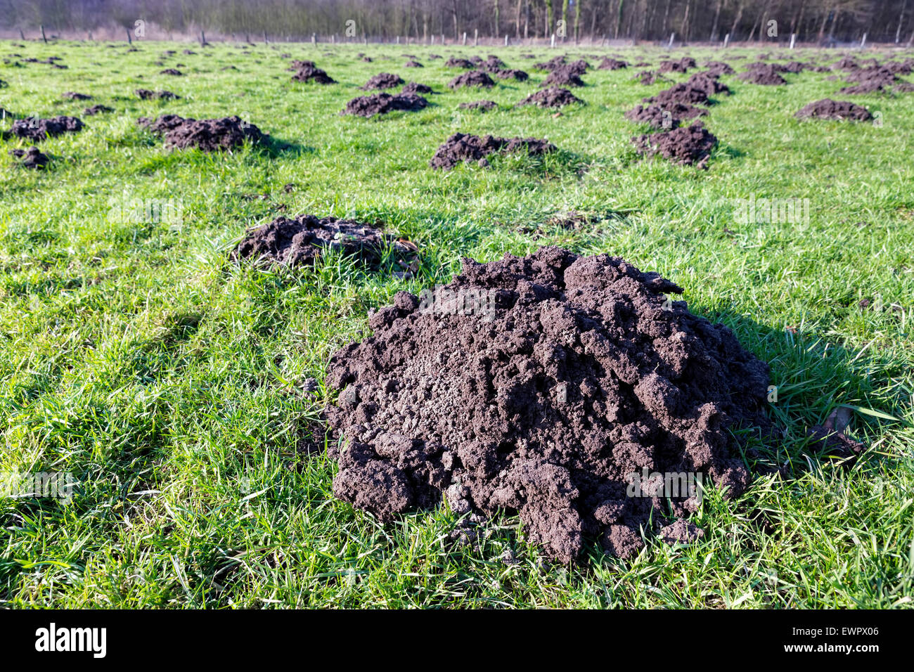 Molti molehills come danni in verde prato agricolo sulla giornata di sole Foto Stock