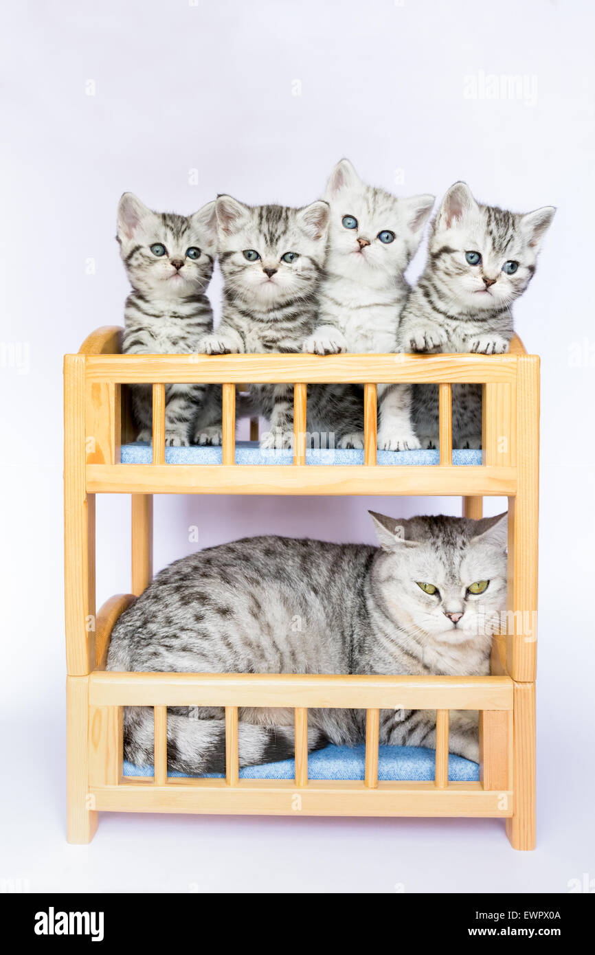Madre gatto con quattro giovani gatti nel letto isolato su sfondo bianco Foto Stock