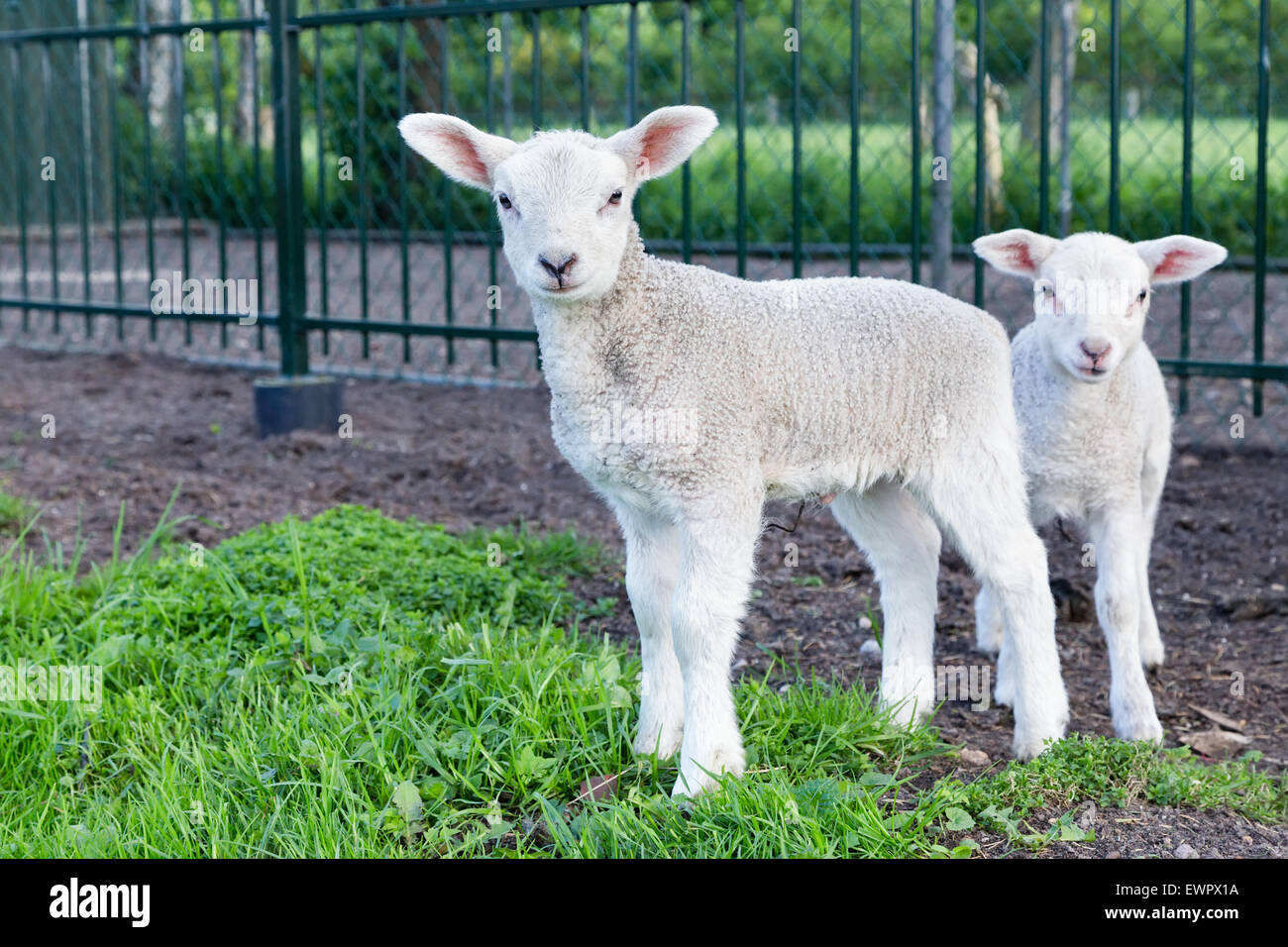 Due piccoli agnelli bianchi in piedi in erba verde sulla giornata di sole in primavera Foto Stock