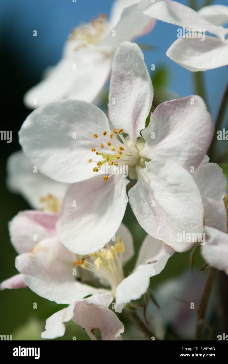 Fiore di melo Foto Stock