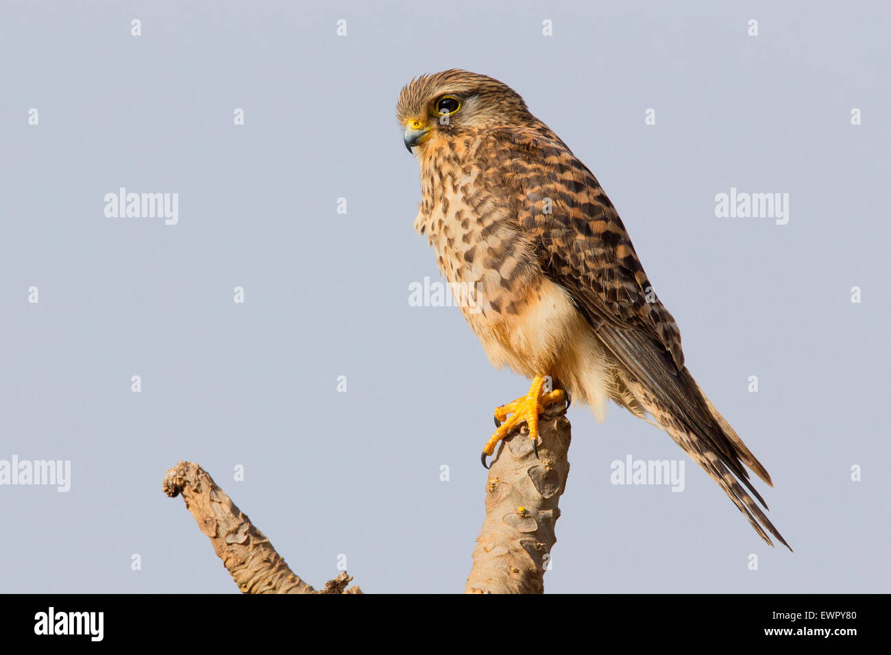 Trascurato il gheppio, São Nicolau, Capo Verde (Falco tinnunculus neglectus) Foto Stock