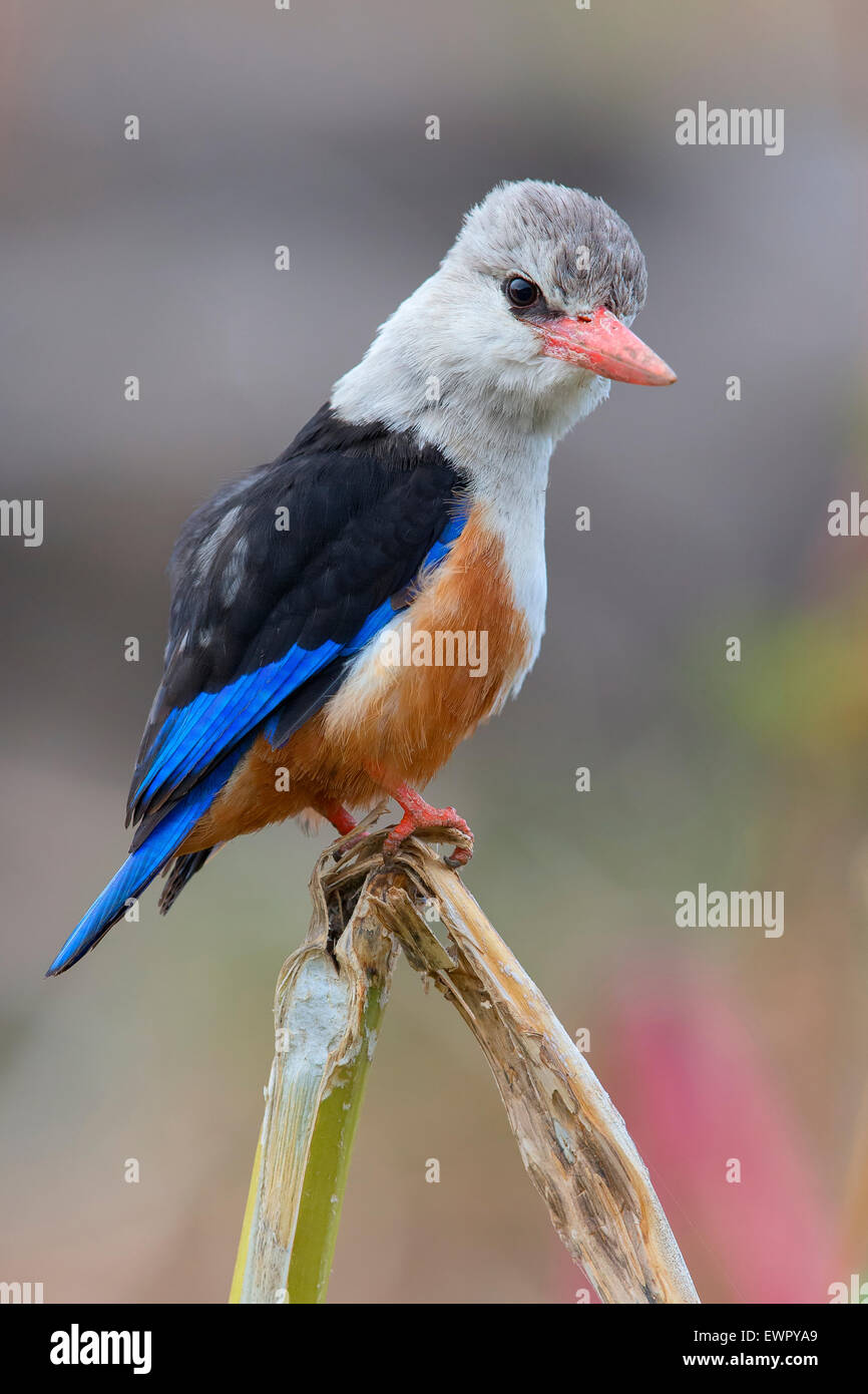 A testa grigia Kingfisher Foto Stock