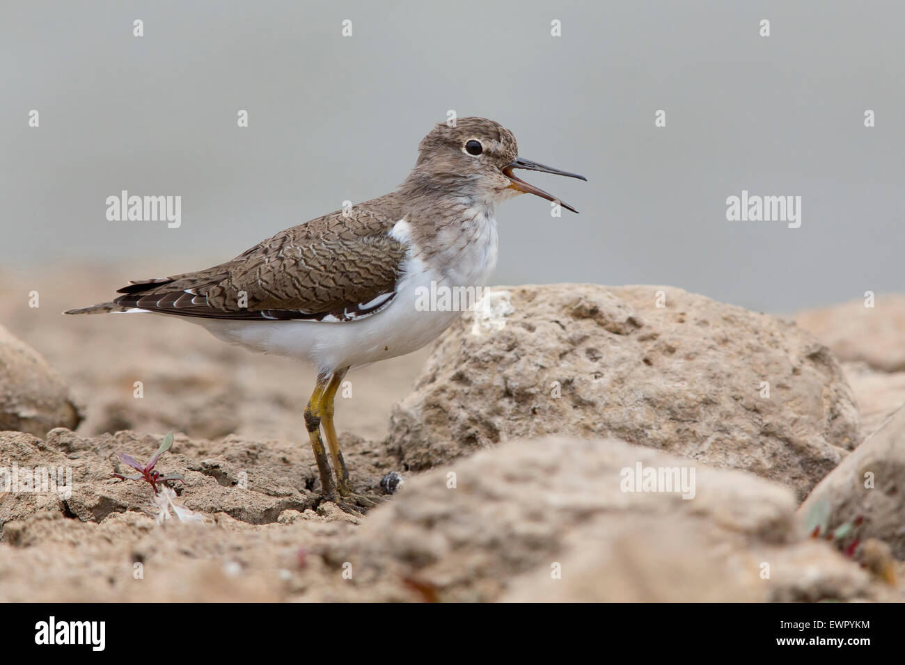 Piro-piro piccolo, cantando, Santiago, Capo Verde (Actitis hypoleucos) Foto Stock