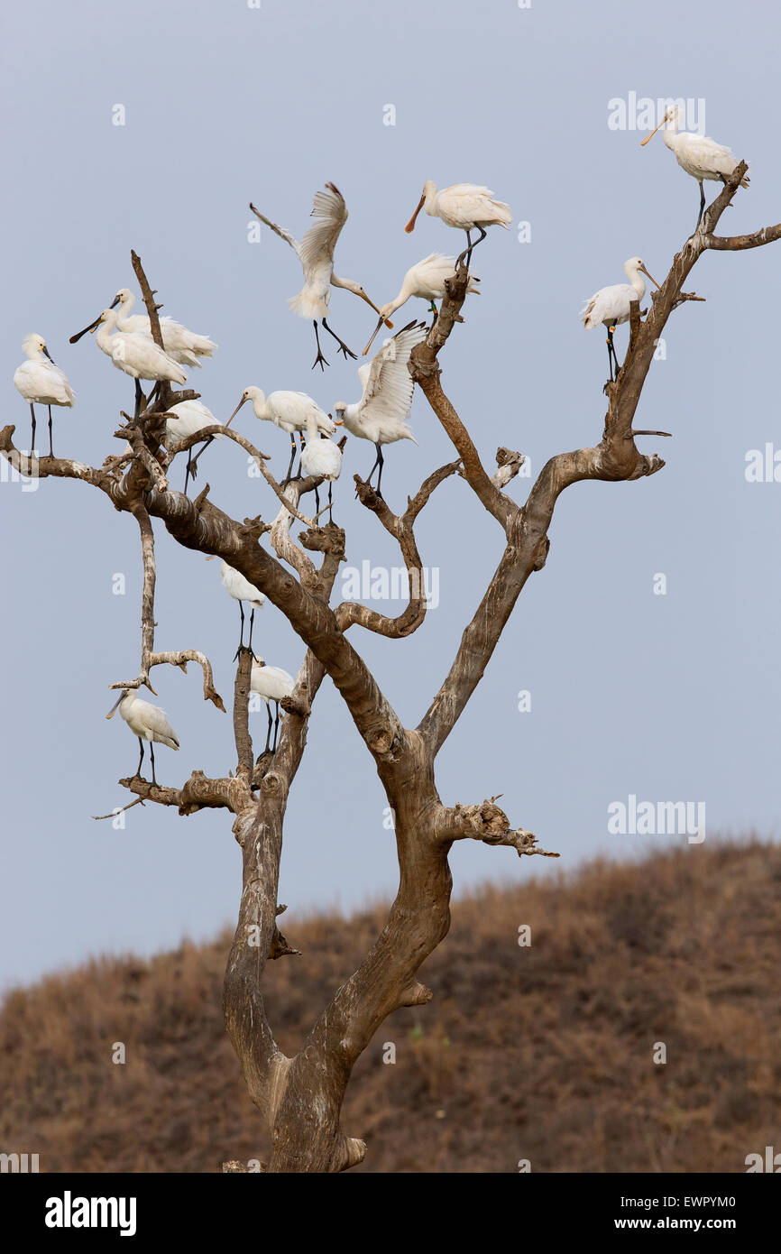 Eurasian spatola, Santiago, Capo Verde (Platalea leucorodia) Foto Stock