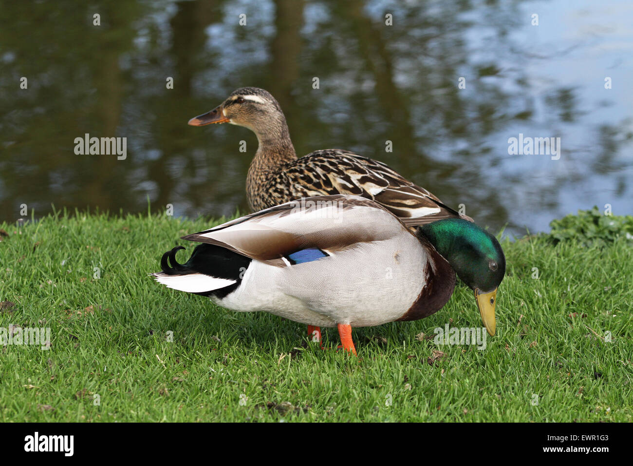 Le anatre bastarde su pond bank. Maschio e femmina. Foto Stock