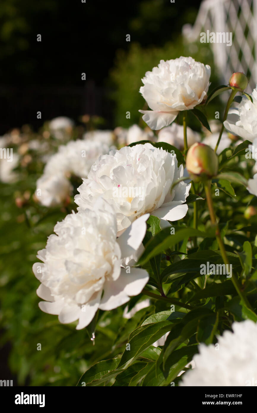Bella bianca peonia fiori che crescono nel giardino del giorno d'estate. Messa a fuoco selettiva, la profondità di campo Foto Stock