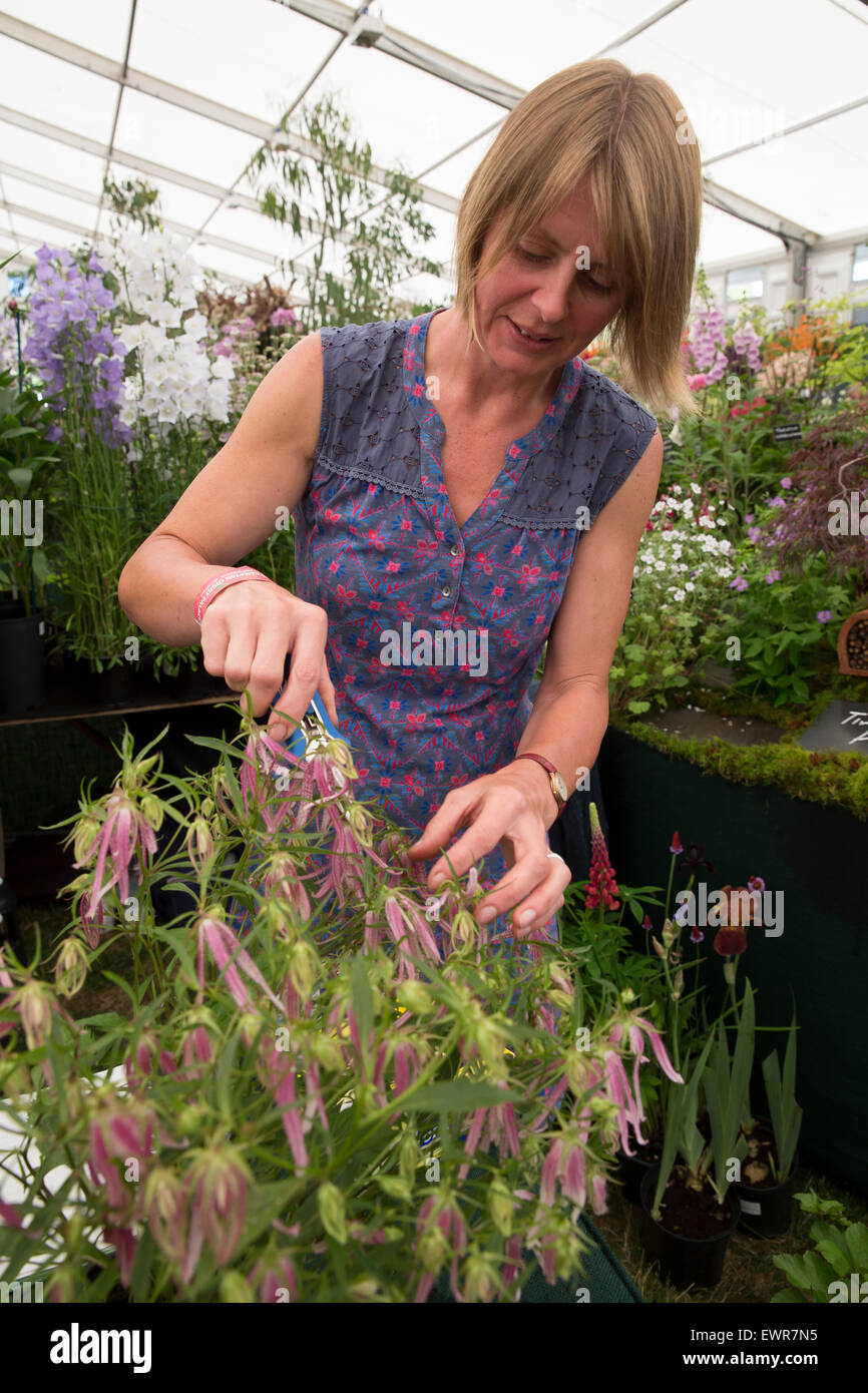 East Molesey, Regno Unito. Il 30 giugno, 2015. Last minute tocchi di rifinitura per il display della RHS Hampton Court Palace Flower Show. Credito: Keith Larby/Alamy Live News Foto Stock