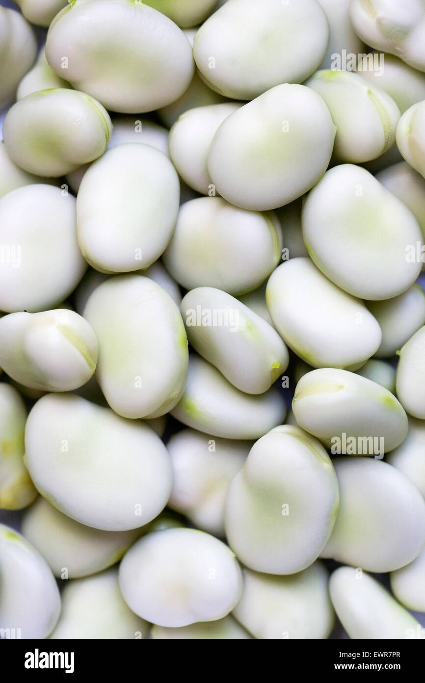 Vicia faba. Appena podded fave. Foto Stock