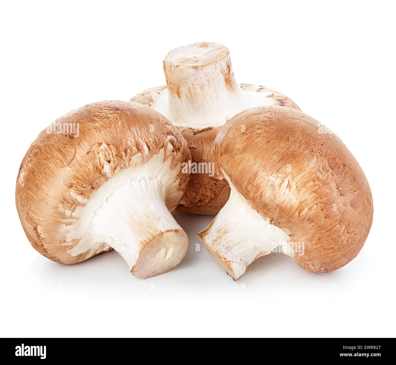 Marrone di funghi champignon Foto Stock
