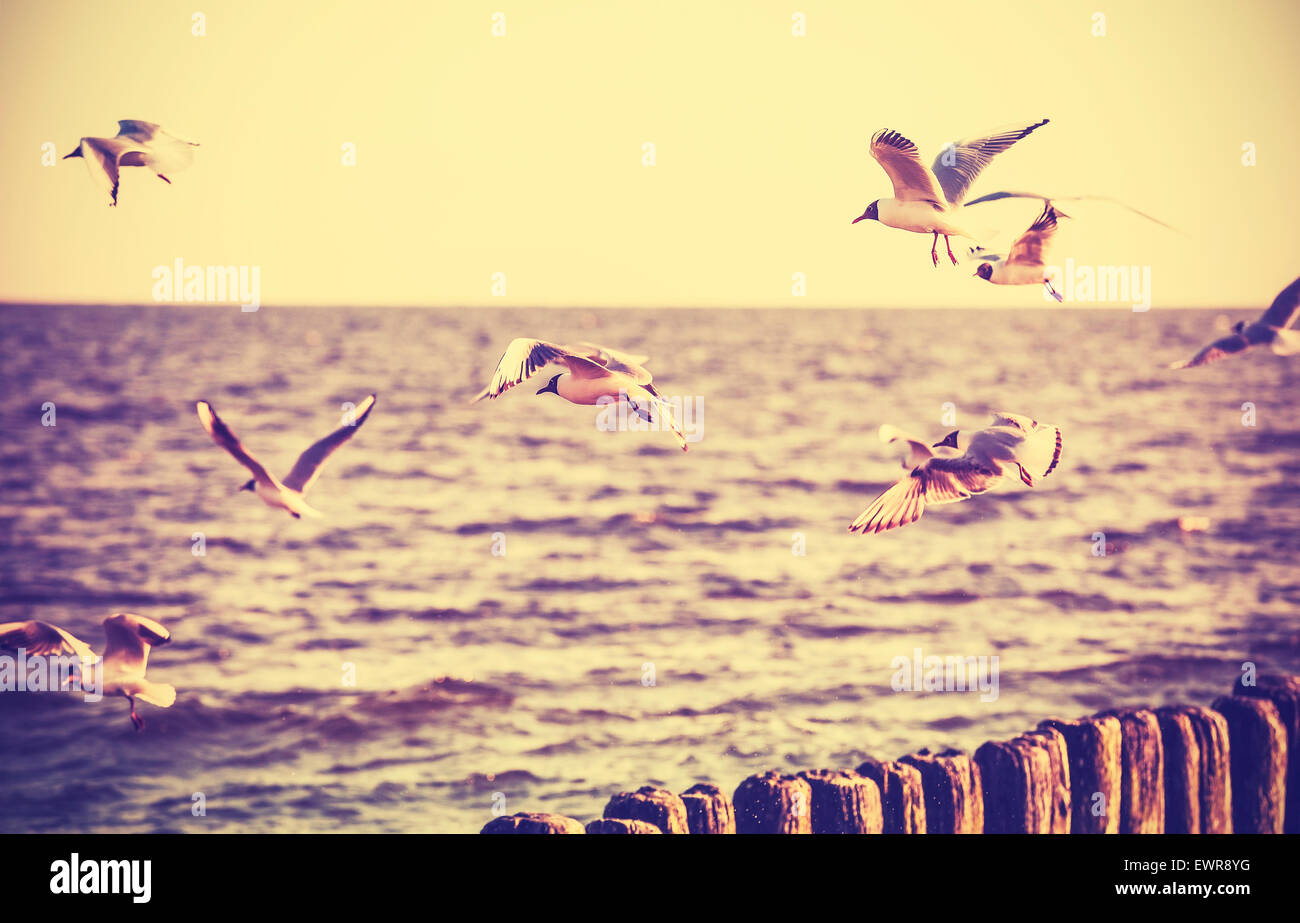 Vintage retrò foto stilizzata di uccelli sul mare, vecchi film effetto. Foto Stock
