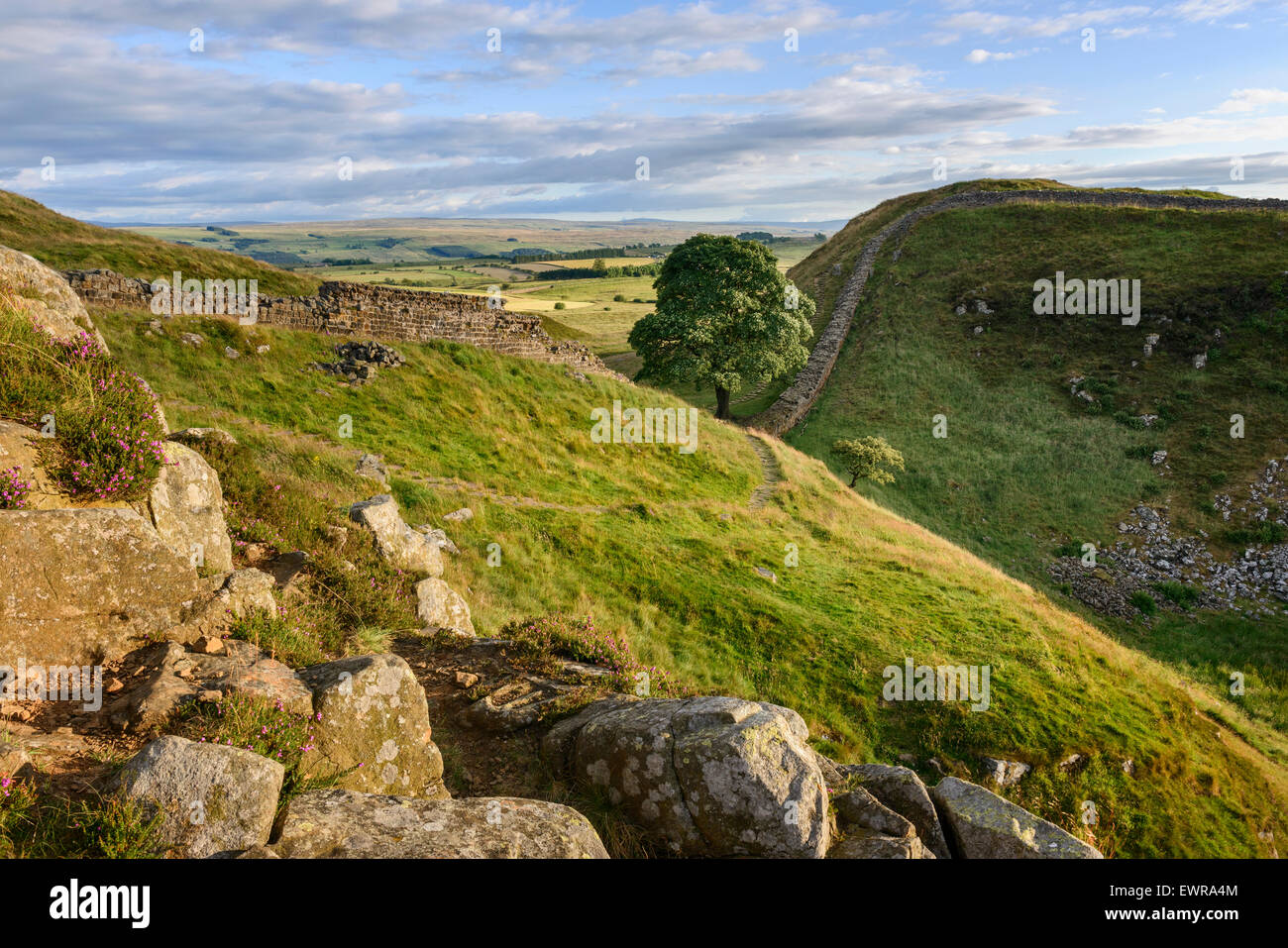 Sycamore Gap sul vallo di Adriano Foto Stock