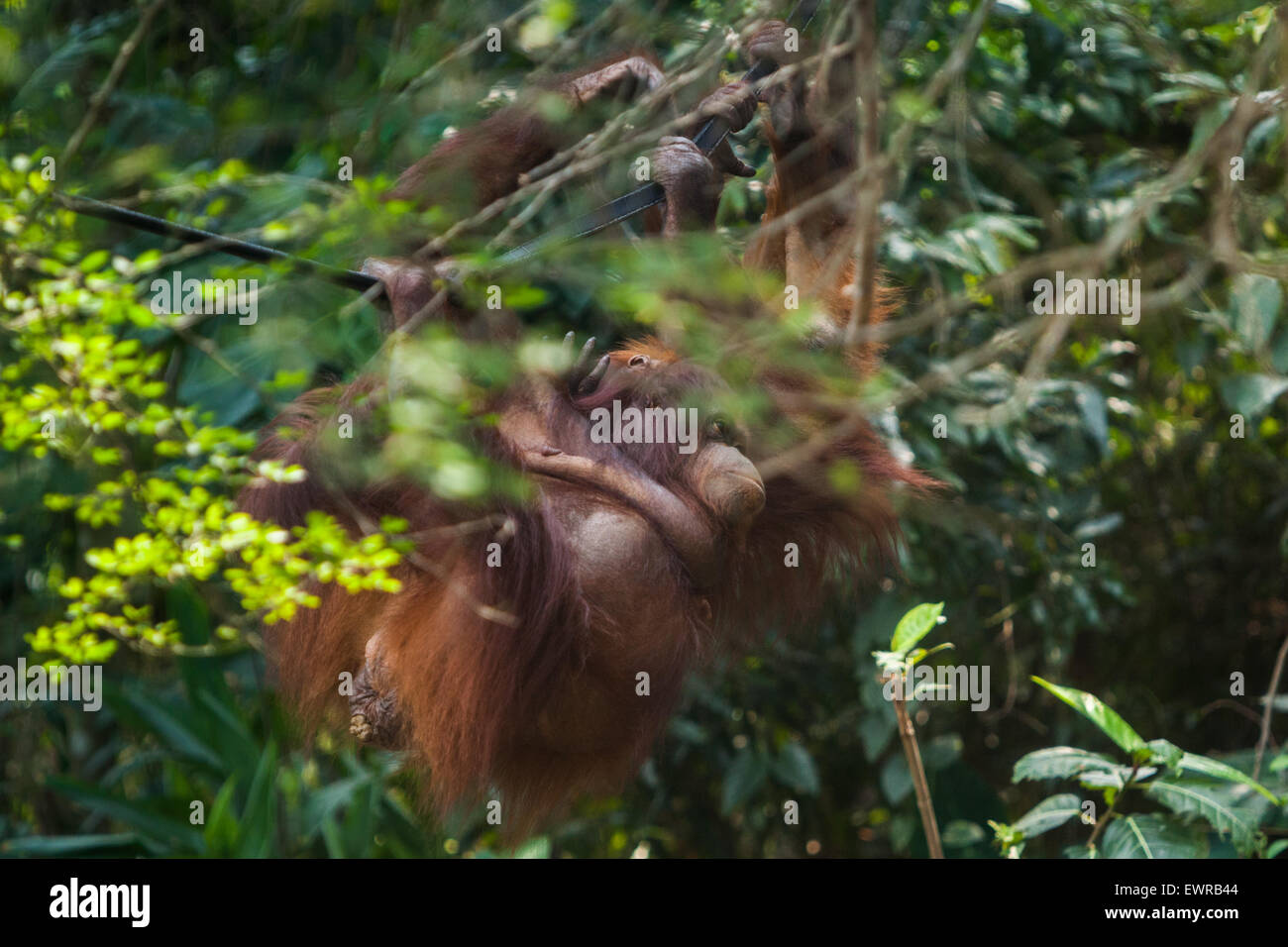 Orangutan di Sumatra (Pongo abelii) a Schmutzer Primate Center, Giacarta. Foto Stock